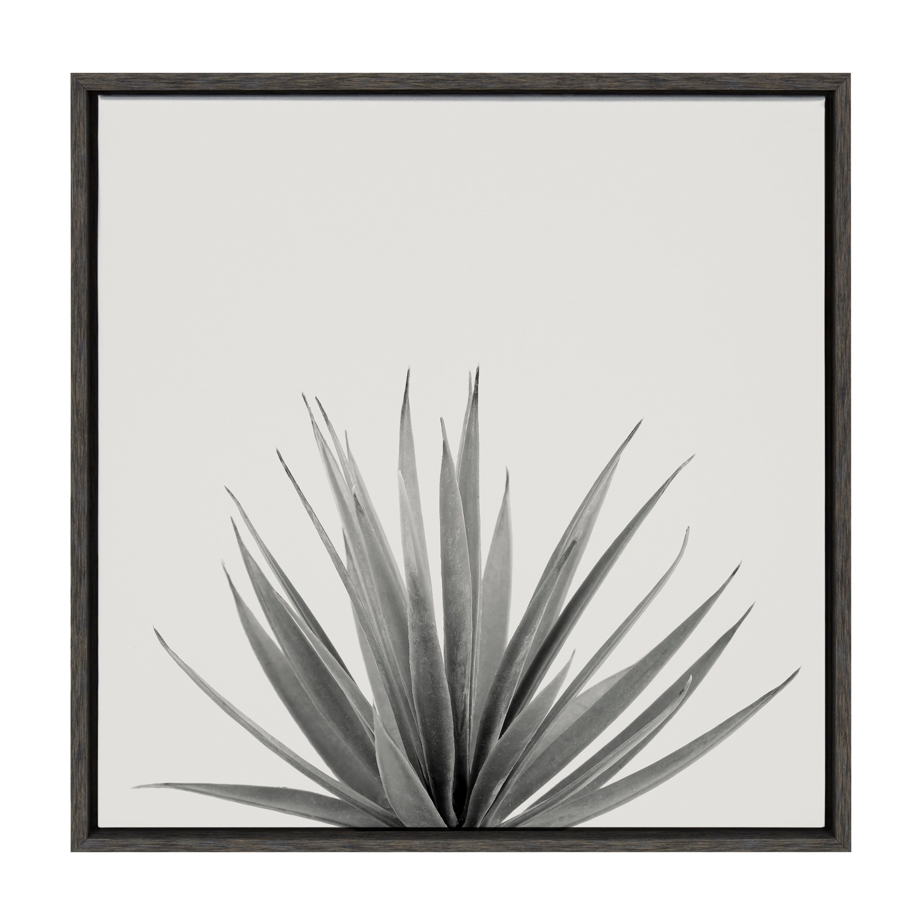 Sylvie Haze Agave Succulent Framed Canvas by The Creative Bunch Studio by kateandlaurel - product image 10 for Resin Society