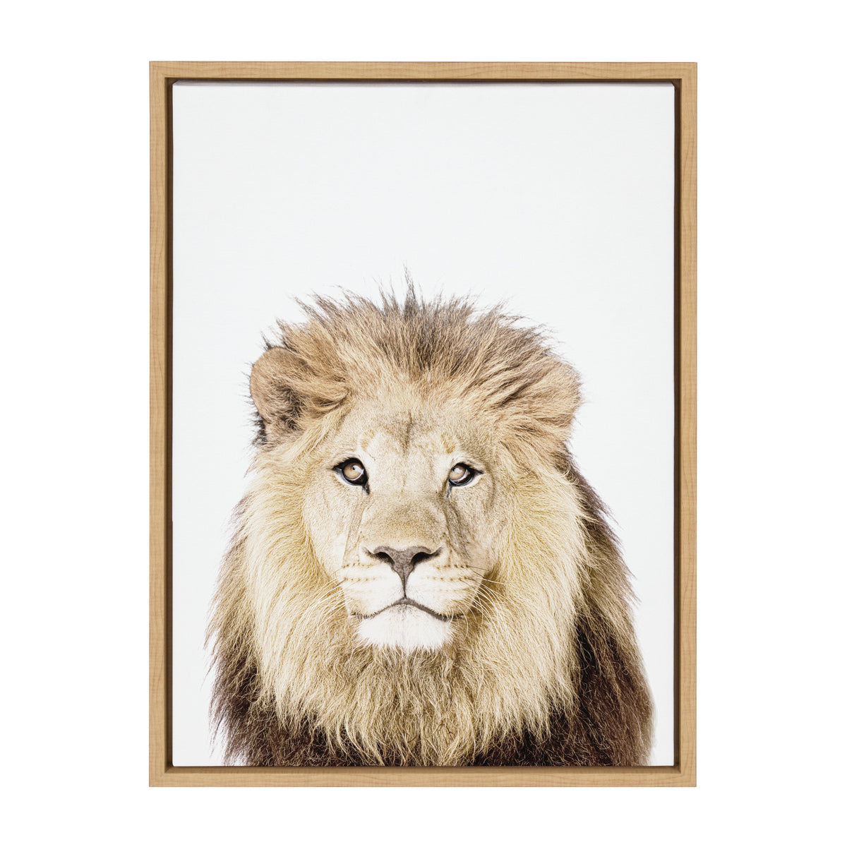 Framed canvas portrait of a lion with a light mane and attentive expression on a white background by Amy Peterson Art Studio.