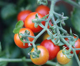 Close-up of a cluster of small cherry tomatoes ripening on a vine, showing a gradient of colors from yellow-orange to red with green stems and leaves in soft focus.