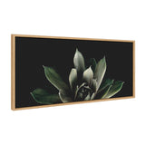 Close-up of an agave plant with pointed green leaves featuring silvery shading, set against a deep black background in a rectangular light wood frame.