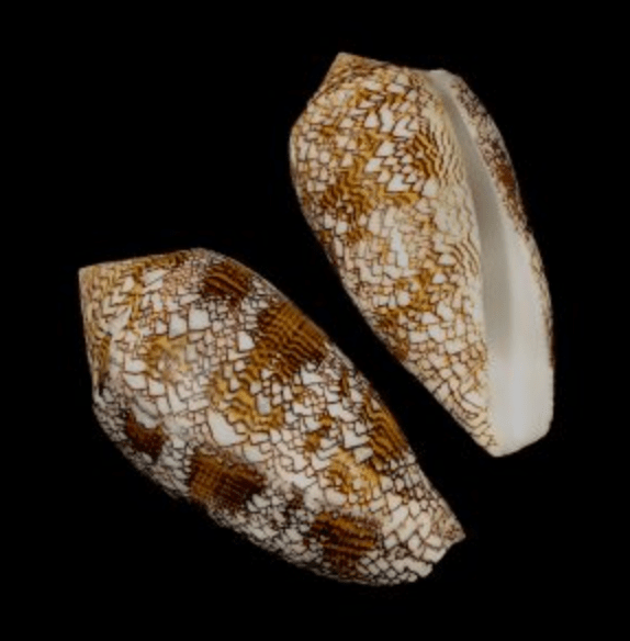 Polished Textile Cone shell with brown geometric patterns on creamy white surface, approximately 3 to 3.25 inches