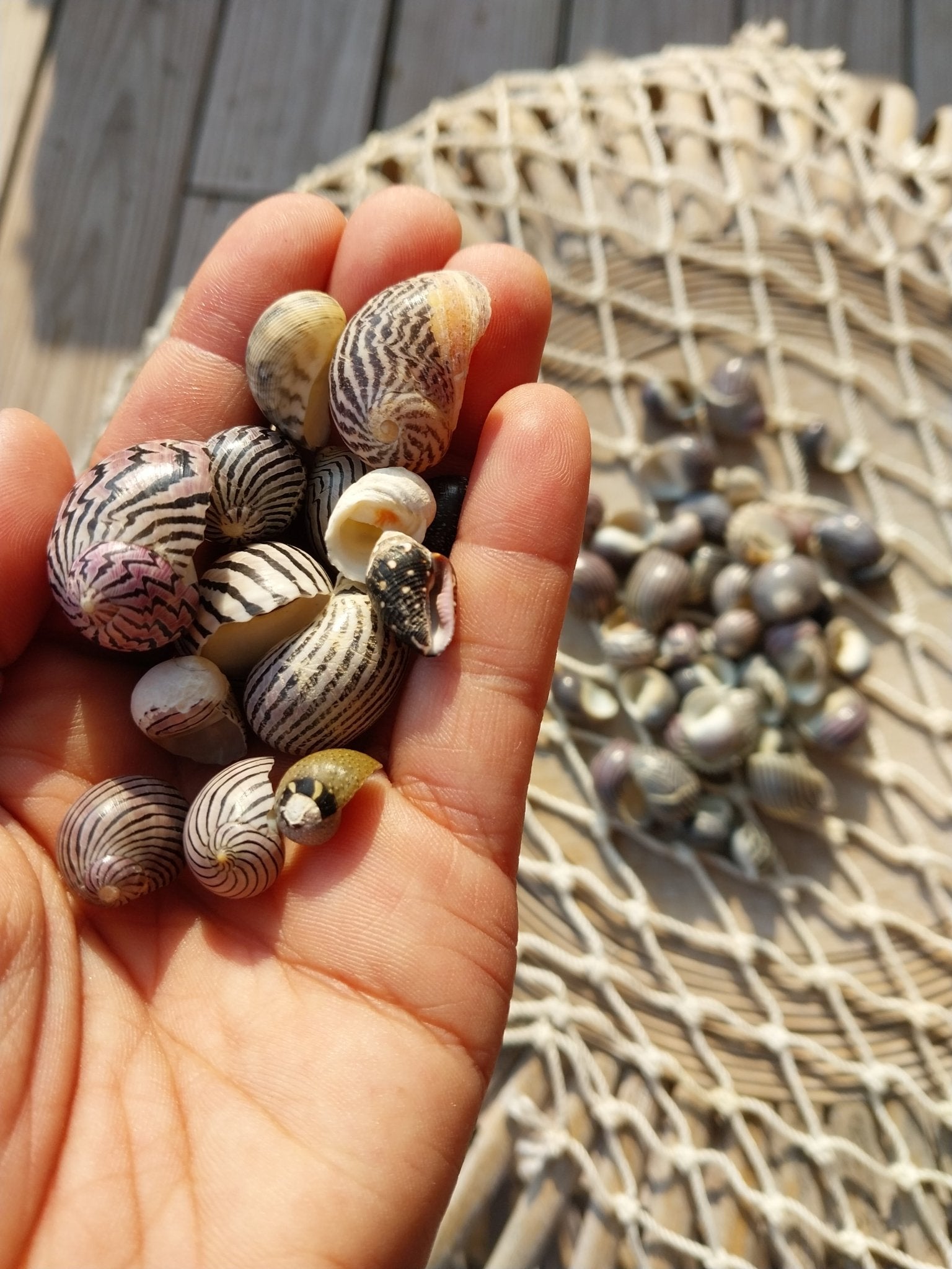 Purpley mixed Nerita snail small shells with black, purple, white zigzag and spotted patterns