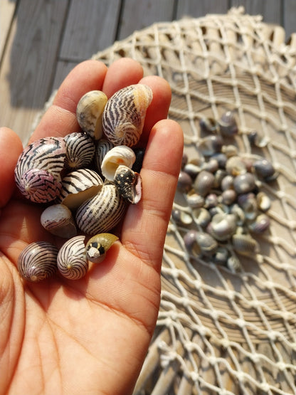 Purpley mixed Nerita snail small shells with black, purple, white zigzag and spotted patterns