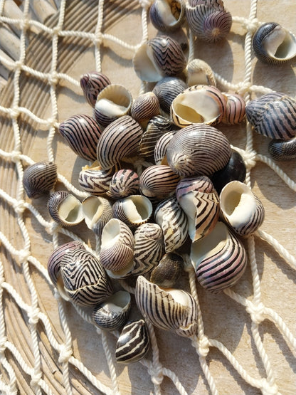 Purpley mixed Nerita snail small shells with black, purple, white zigzag and spotted patterns