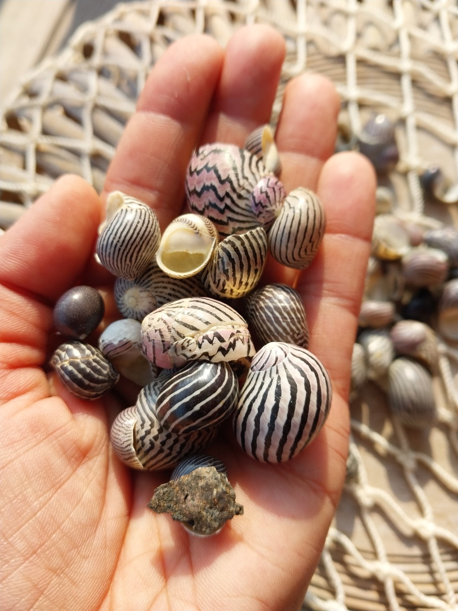 Purpley mixed Nerita snail small shells with black, purple, white zigzag and spotted patterns