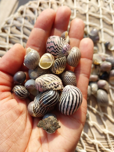 Purpley mixed Nerita snail small shells with black, purple, white zigzag and spotted patterns