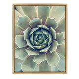 Sylvie Succulent 1 Framed Canvas by kateandlaurel - main product image for Resin Society