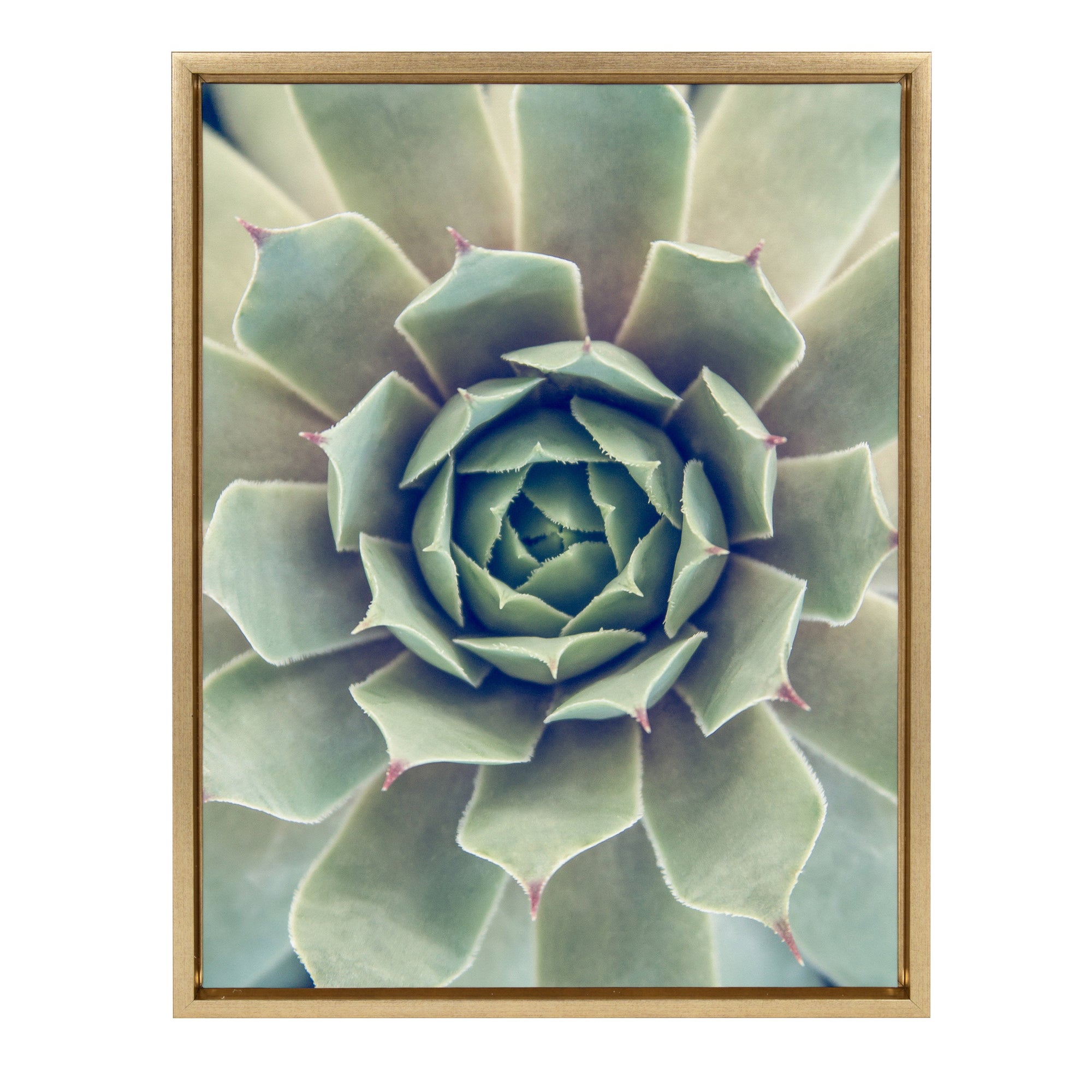 Sylvie Succulent 1 Framed Canvas by kateandlaurel - product image 7 for Resin Society