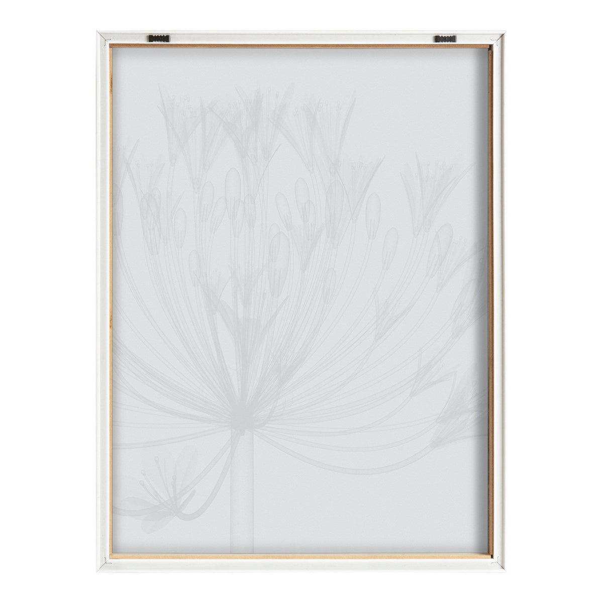 Black and white x-ray style print of agapanthus floral stems inside a white wooden frame viewed from the front.