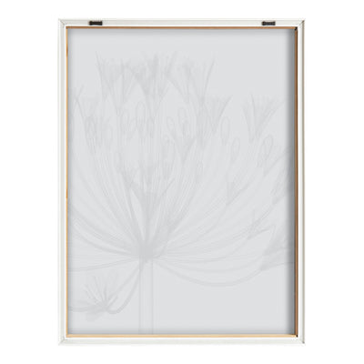 Blake Bell Agapanthus X Ray Floral BW Framed Printed Art by The Creative Bunch Studio