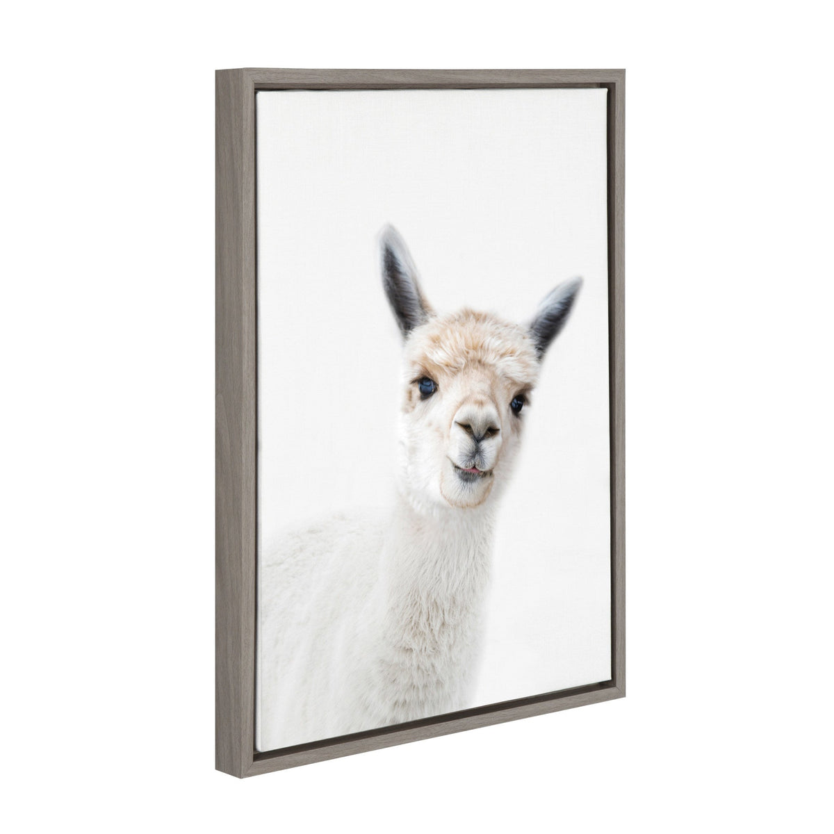 Framed canvas print featuring a close-up of a white alpaca with light brown ears and a textured wool coat, against a plain white background.