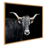 Framed canvas print of a black longhorn bull facing forward with wide, curved white-tipped horns against a solid black background.
