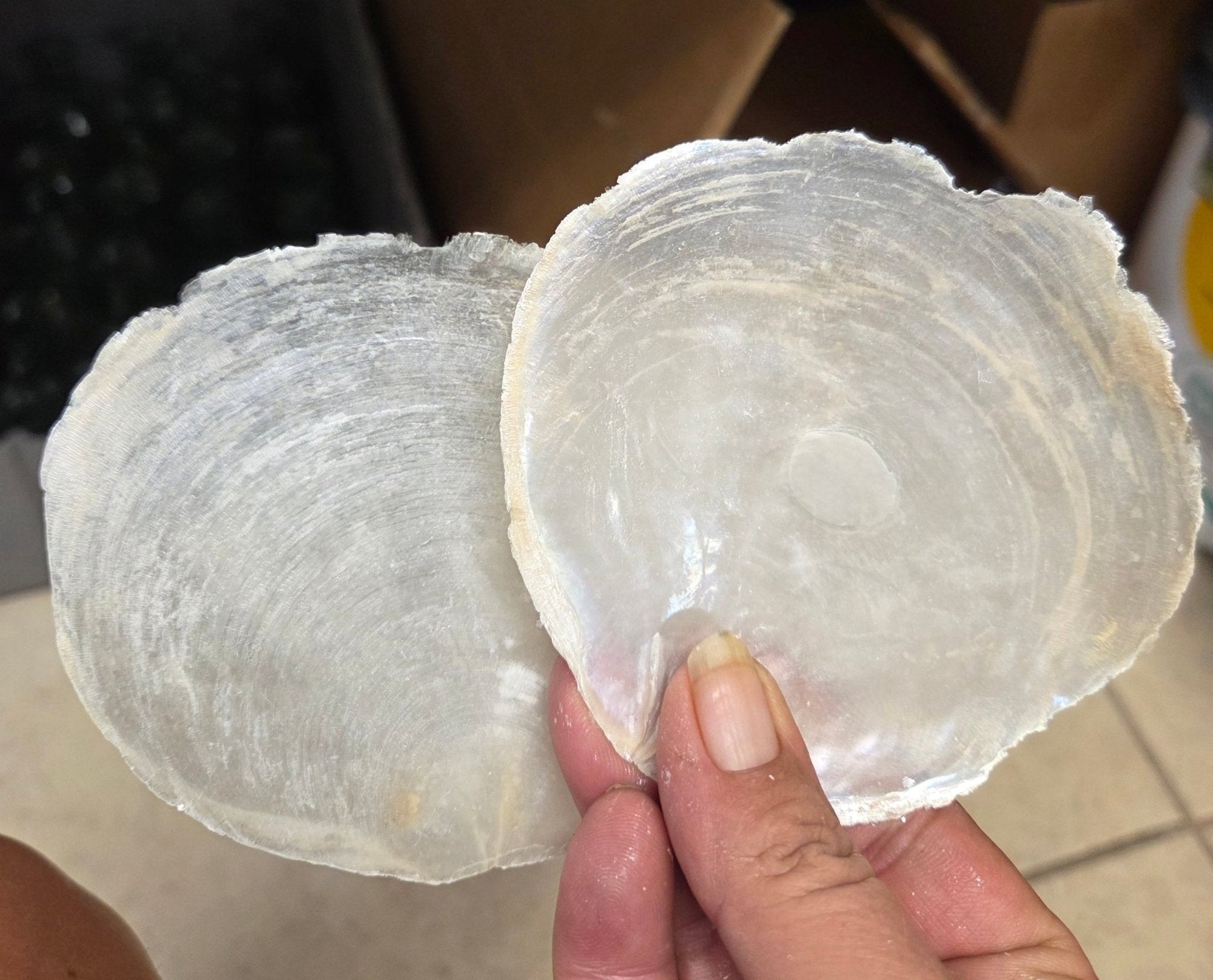 Natural raw edge capiz shell 3-5 inches