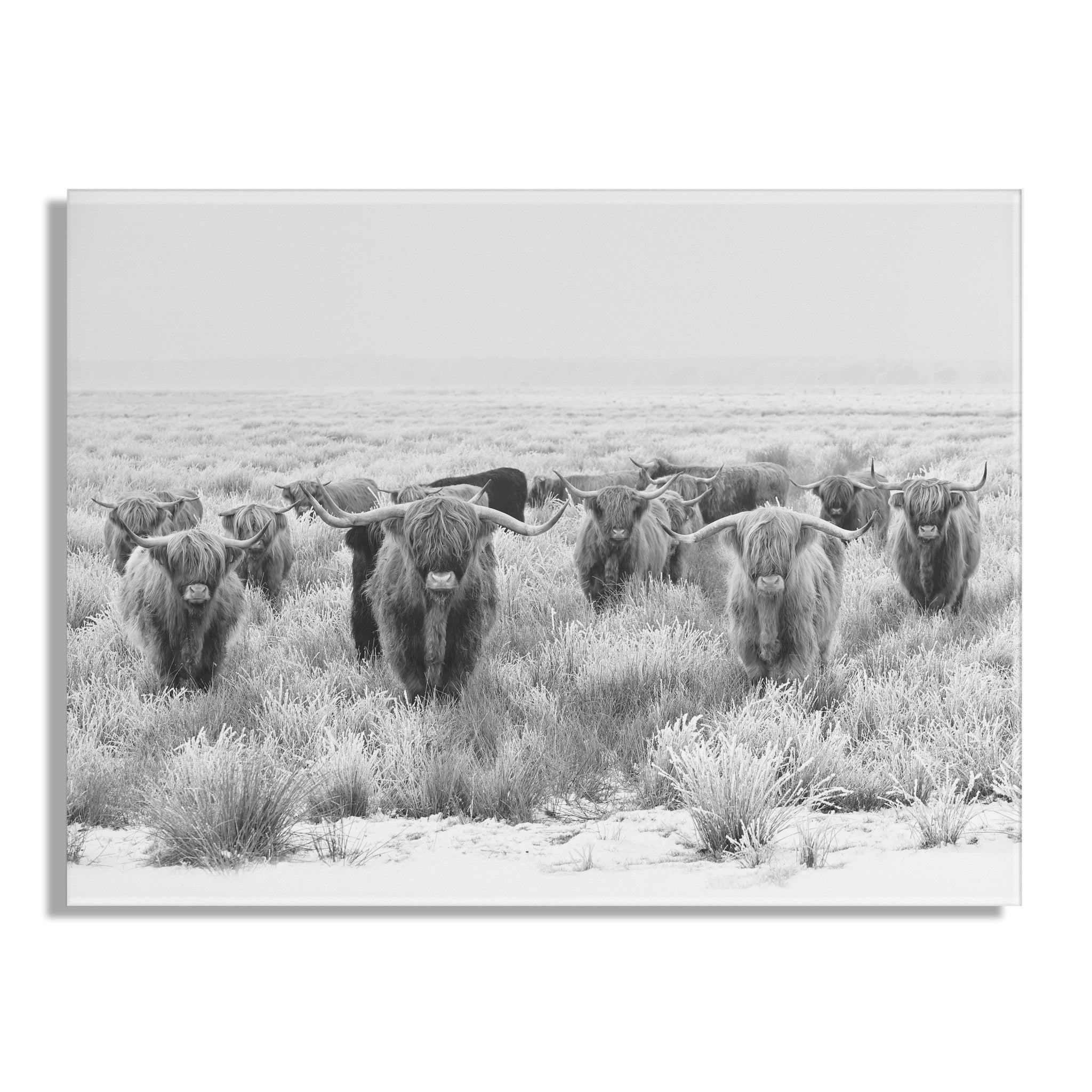 Herd of Highland Cows BW Floating Acrylic Art by The Creative Bunch by kateandlaurel - product image 2 for Resin Society