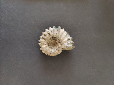 Polished Ammonite Fossil, Early Cretaceous, Madagascar