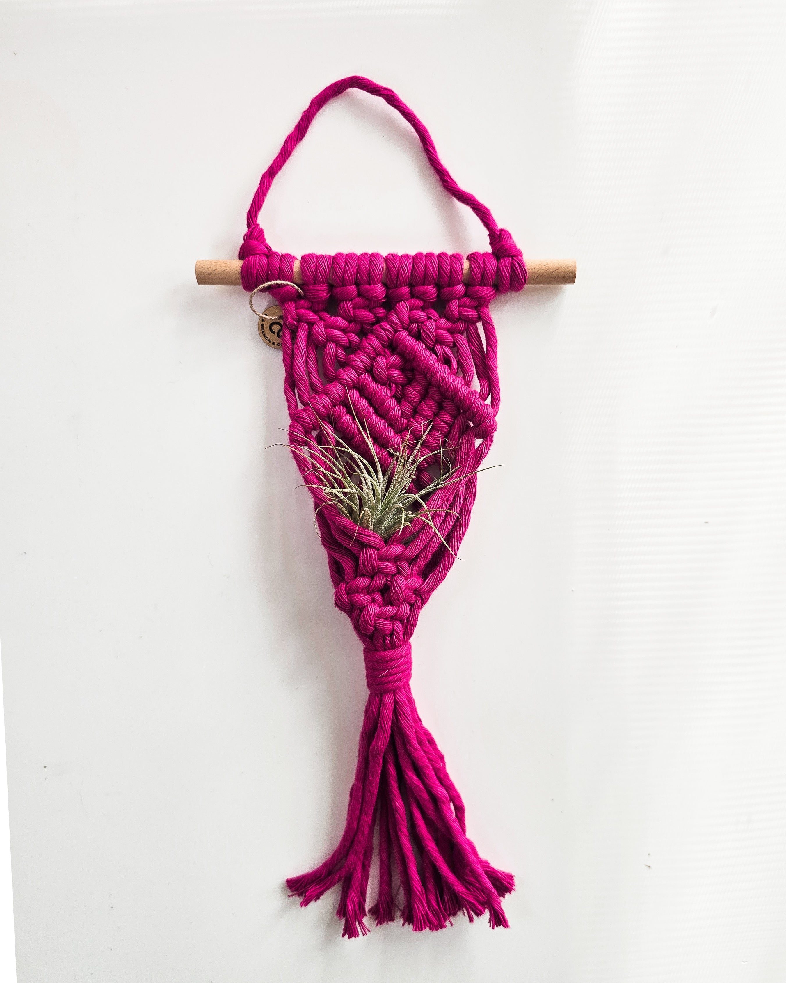 Macrame Air Plant Hanger by A Branch & Cord