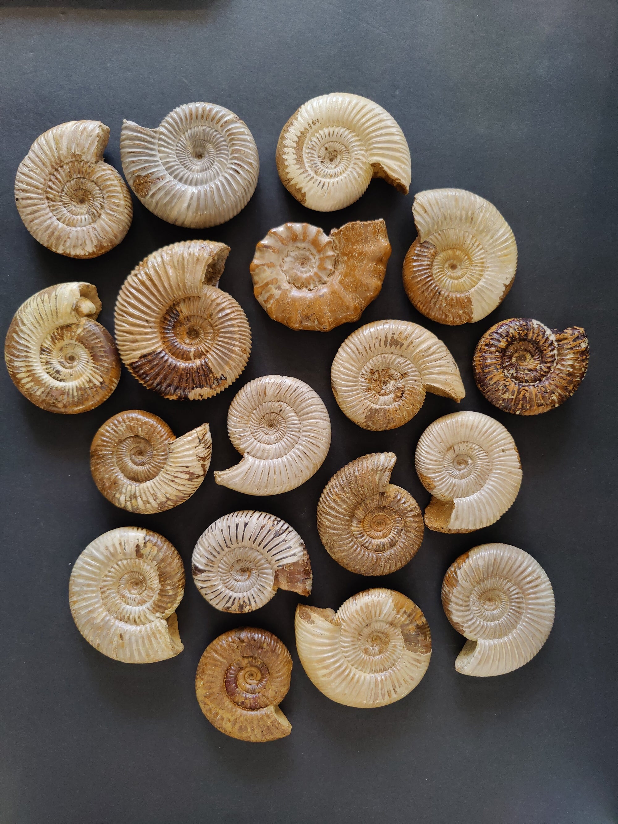 Polished Ammonite Fossil from Late Jurassic Madagascar with spiral pattern