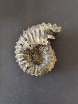 Polished ammonite fossil with visible spiral chambers, textured ridges, and natural white and brown colors against a dark background.