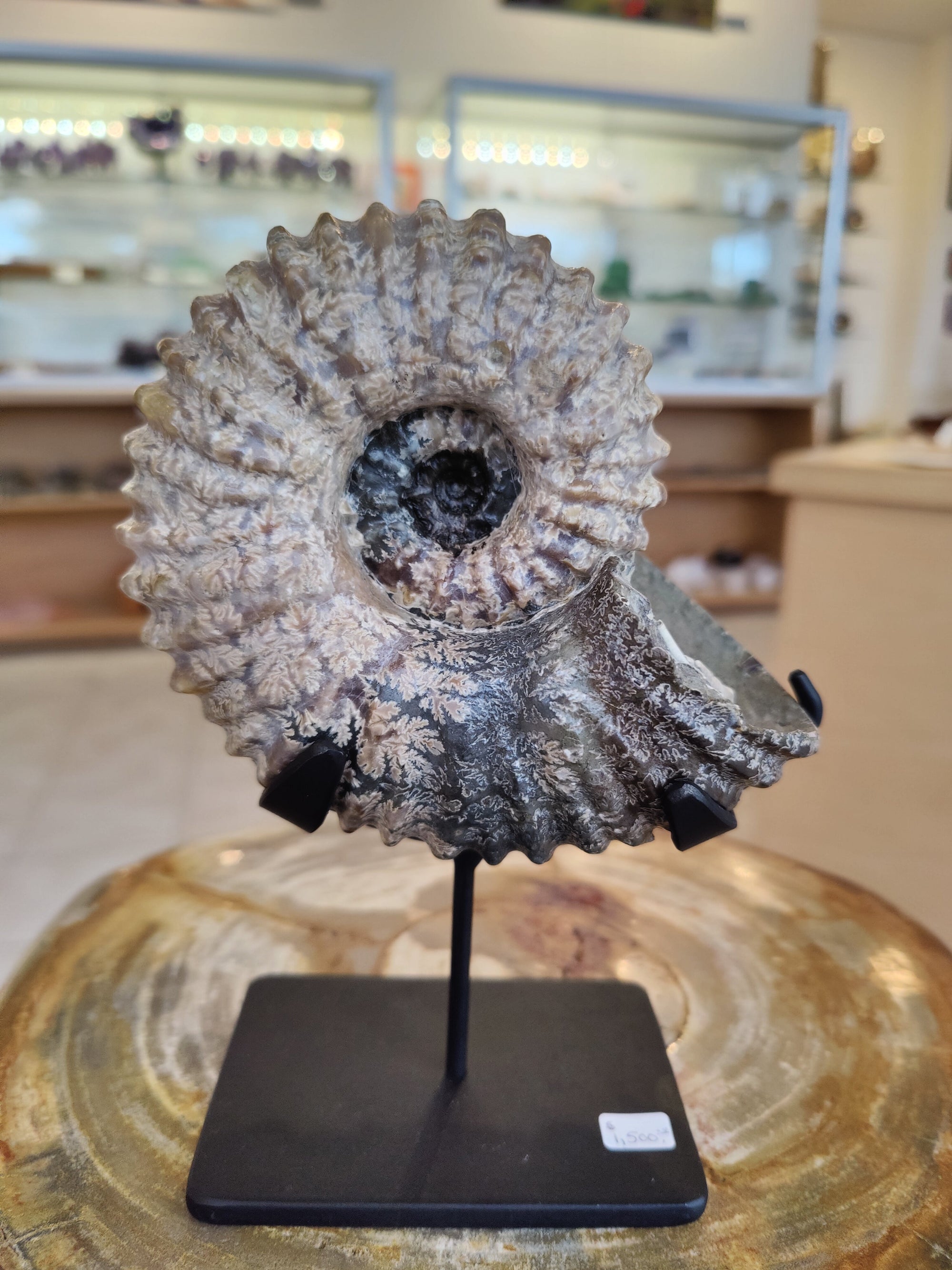 Ammonite Fossils with Display Stand, Early Cretaceous, Madagascar by Rare Earth Gallery - main product image for Resin Society