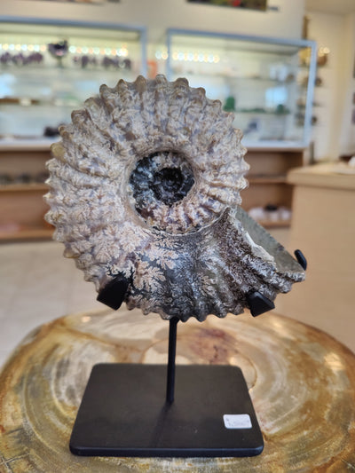 Ammonite Fossils with Display Stand, Early Cretaceous, Madagascar by Rare Earth Gallery - main product image for Resin Society