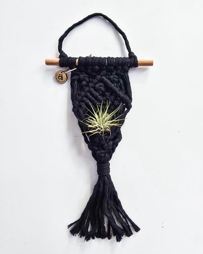 Macrame Air Plant Hanger by A Branch & Cord