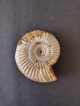 Polished ammonite fossil from the Late Jurassic period, featuring tight spiral ridges and beige-brown coloration on a dark background.