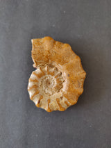 Polished ammonite fossil from Late Jurassic Madagascar with segmented spiral chambers and brownish-beige tones on a dark background.