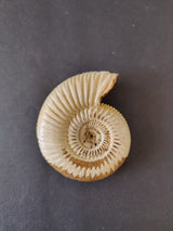 Polished ammonite fossil from Late Jurassic Madagascar showing detailed spiral ridges and natural beige coloration on a dark background.