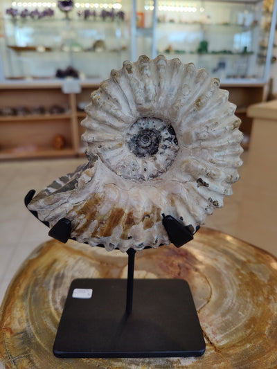 Ammonite Fossils with Display Stand, Early Cretaceous, Madagascar by Rare Earth Gallery - product image 2 for Resin Society