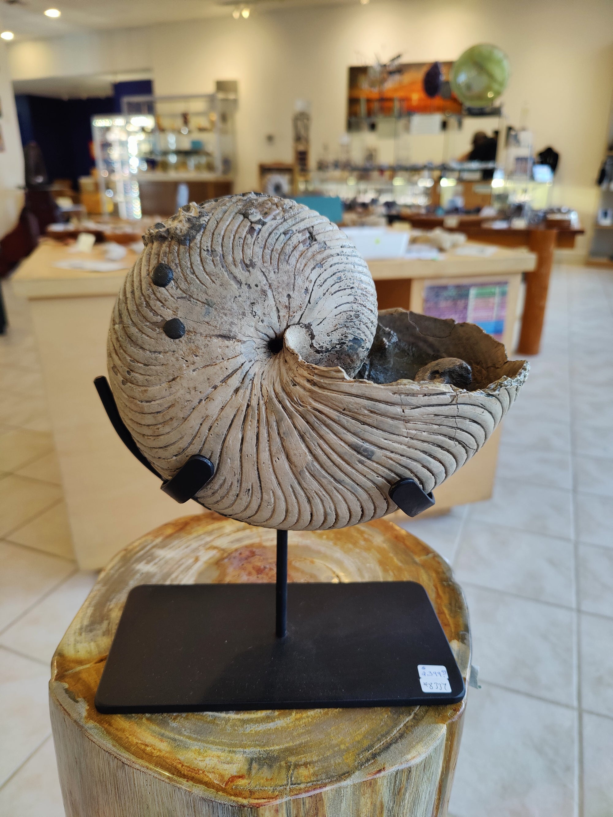 Nautiloid Fossil with Display Stand, Early Cretaceous, Madagascar by Rare Earth Gallery - main product image for Resin Society