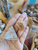 Hand holding two fossilized tooth coral pieces, showing triangular and conical shapes with textured surfaces in beige and light brown hues.