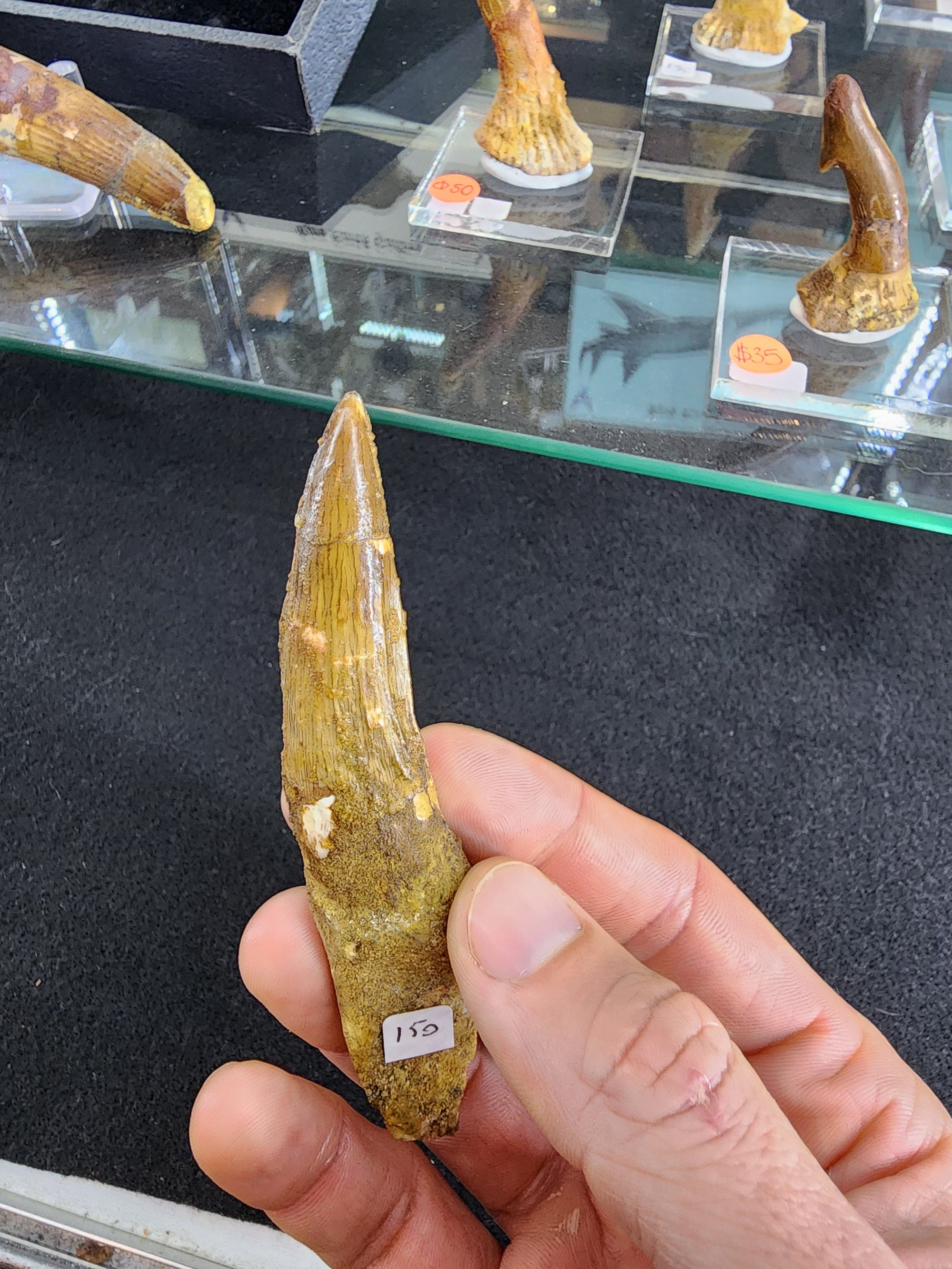 Medium size Spinosaurus tooth fossil with root, showing texture and natural coloration