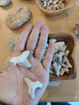 A hand holds two white fossilized shark teeth above a wooden bowl filled with similar teeth on a light brown table with other rocks and fossils nearby.