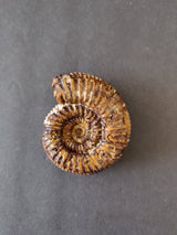 Polished ammonite fossil from the Late Jurassic period, displaying intricate spiral ridges and a glossy brown surface on a dark background.