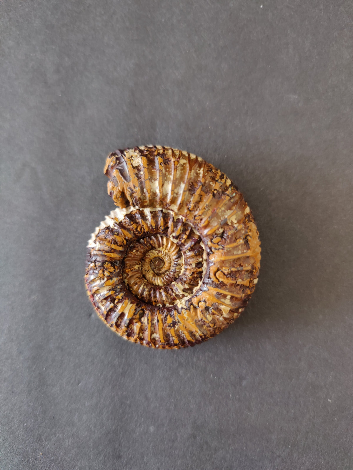 Polished ammonite fossil from the Late Jurassic period, displaying intricate spiral ridges and a glossy brown surface on a dark background.