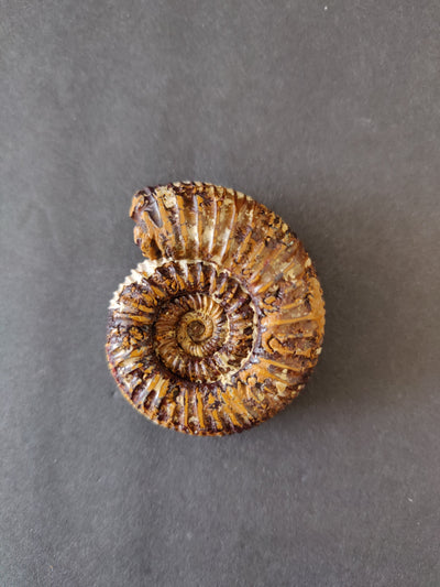 Polished Ammonite Fossil, Late Jurassic, Madagascar