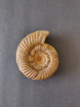 Polished ammonite fossil from the Late Jurassic, displaying a tightly coiled spiral with ribbed texture in brown tones against a dark background.