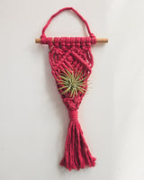 Red macrame air plant hanger with knotted geometric pattern, holding a small green air plant, suspended from a wooden dowel against a white background.