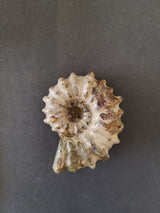 Polished ammonite fossil with a spiral, ribbed shell showing beige, brown, and greenish colors on a dark gray background.