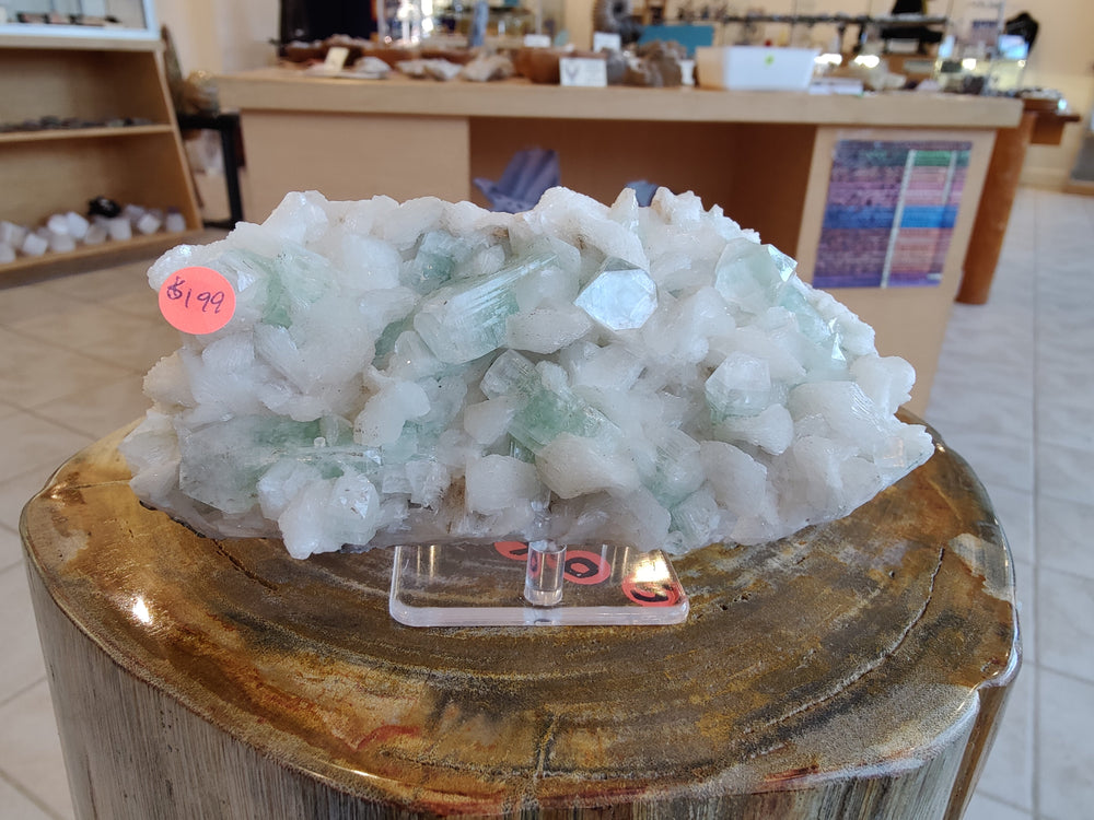 Cluster of translucent, light green apophyllite crystals with white matrix, displayed on a clear stand atop a polished wooden surface in a store setting.