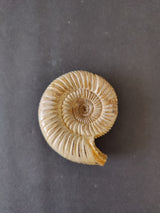 Polished spiraled ammonite fossil with beige and light brown tones showing ribbed texture on dark gray background.