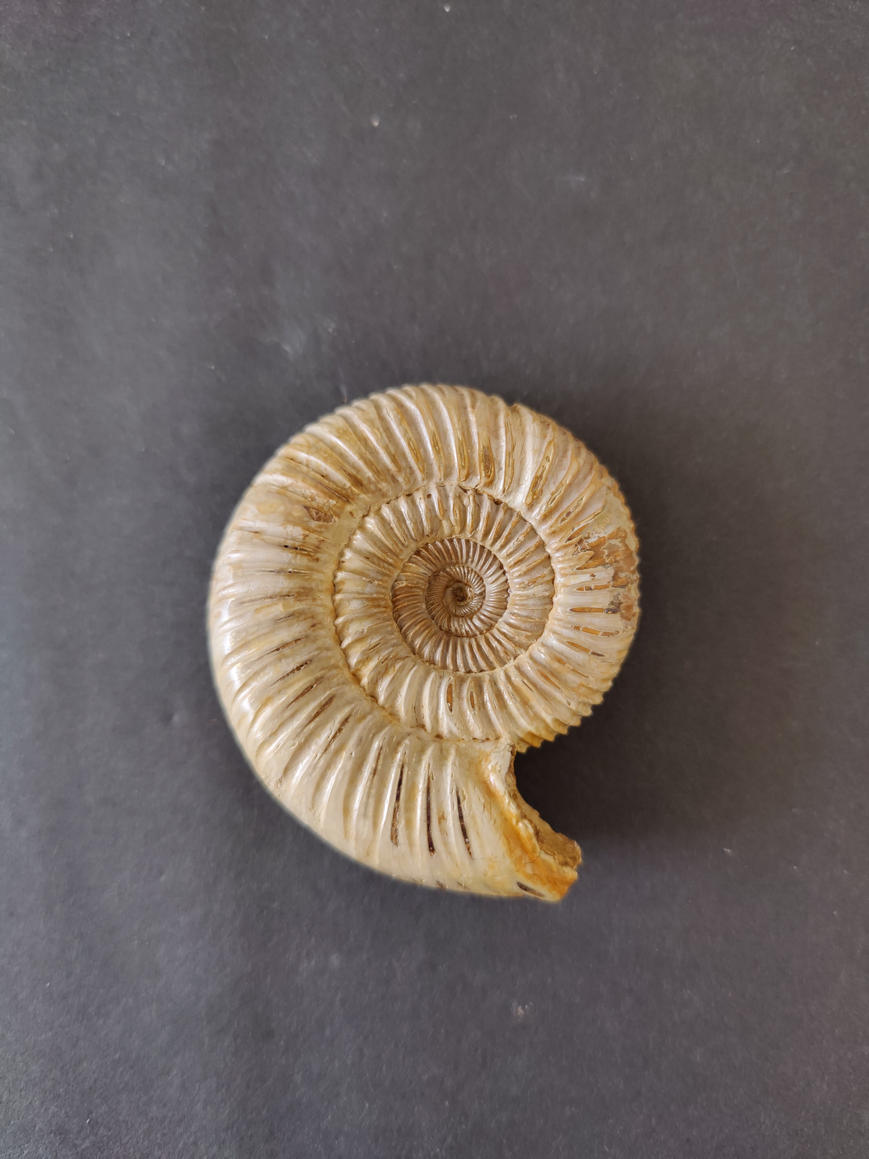 Polished Ammonite Fossil, Late Jurassic, Madagascar