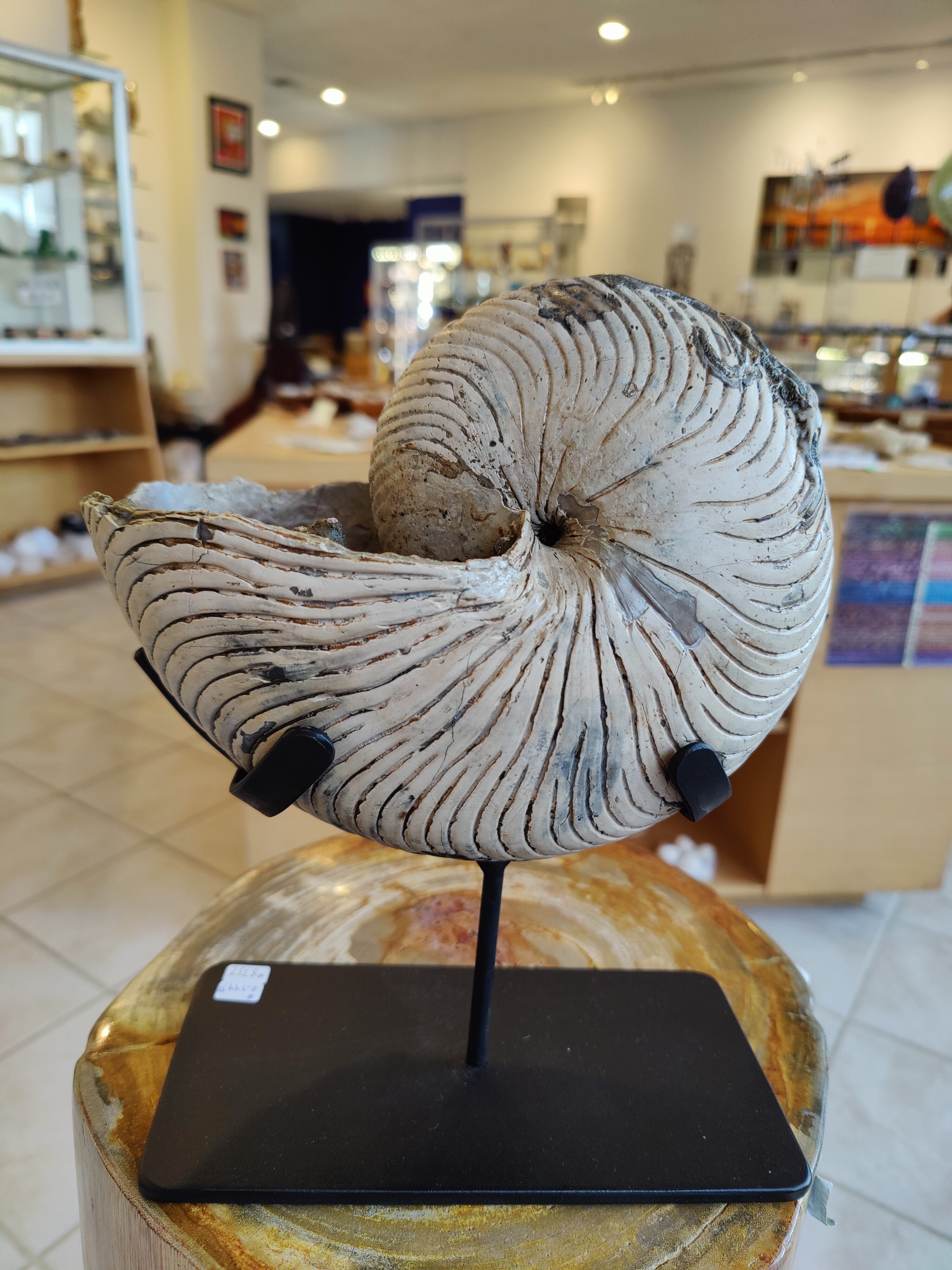Nautiloid Fossil with Display Stand, Early Cretaceous, Madagascar by Rare Earth Gallery - product image 2 for Resin Society