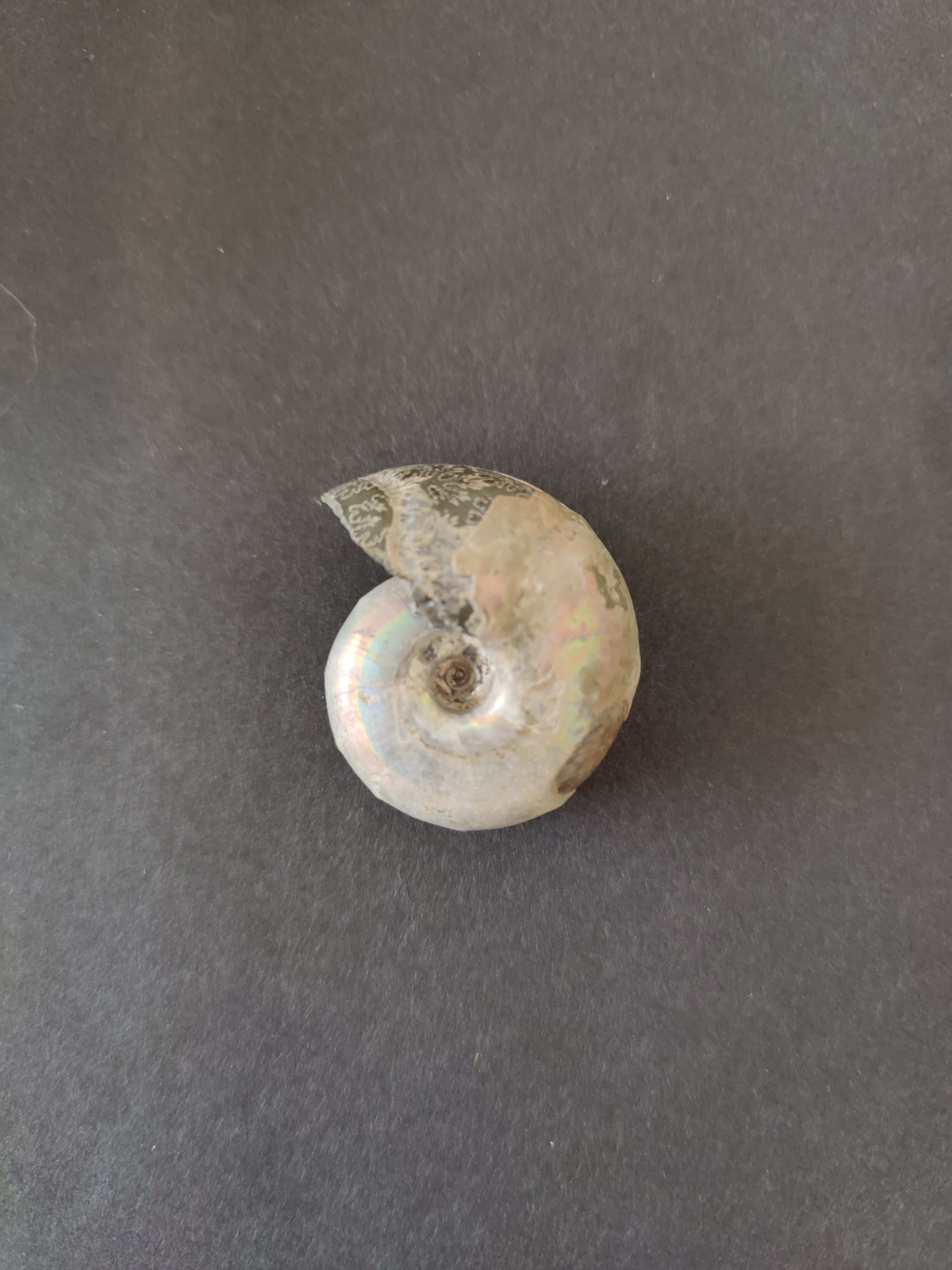 Polished Ammonite Fossil, Early Cretaceous, Madagascar