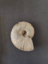 Polished ammonite fossil with iridescent, pearly surface showing spiral ridges, displayed against a dark gray background.