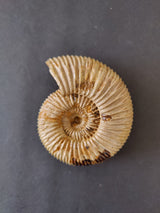 Close-up of a polished ammonite fossil with a detailed spiral pattern and ribbed texture on a dark background.