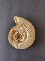 Polished spiral ammonite fossil from the Late Jurassic, showing creamy beige and brown tones with ridged shell texture on a dark background.