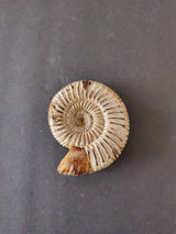 Polished Late Jurassic ammonite fossil from Madagascar with spiral ridges and beige to brown coloration on a dark gray background.