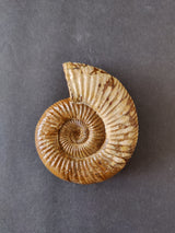 Polished ammonite fossil from Late Jurassic Madagascar with tightly coiled spiral and visible ribbed shell pattern in brown and beige tones on dark background.