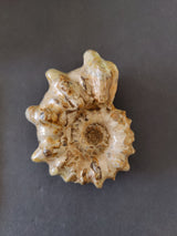 Polished ammonite fossil with spiral ridges and beige to brown tones, displaying intricate internal chambers, shown on a dark background.